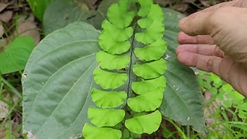 Adiantum philippense