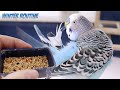 Budgie Winter routine with my Cookie
