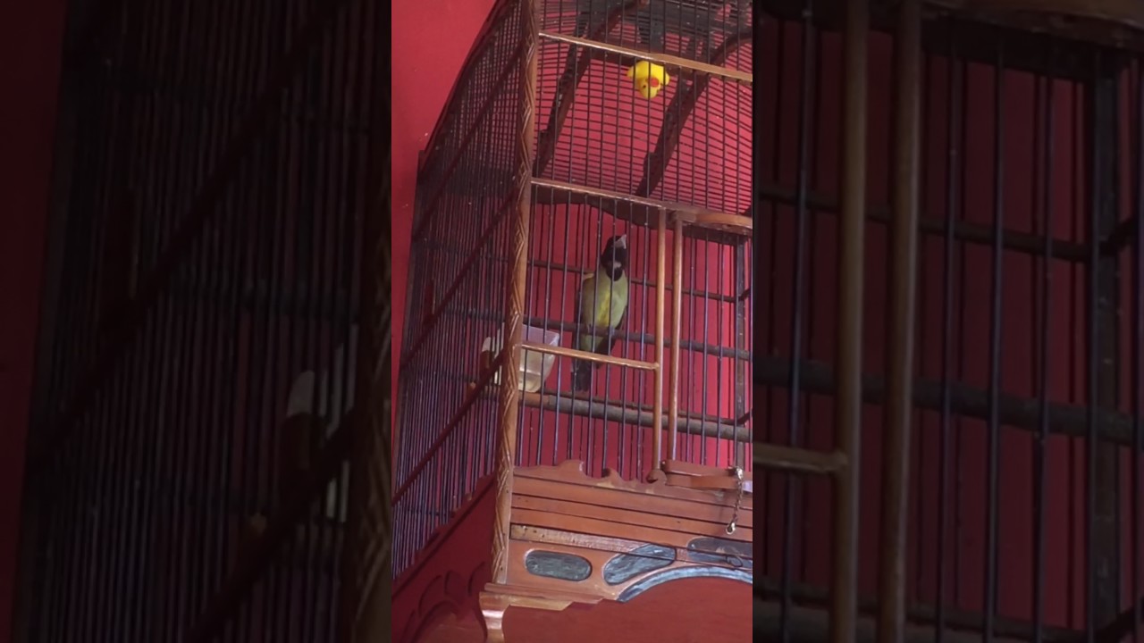 Burung Samyong Ropel Lepas Trotol Samson Youtube
