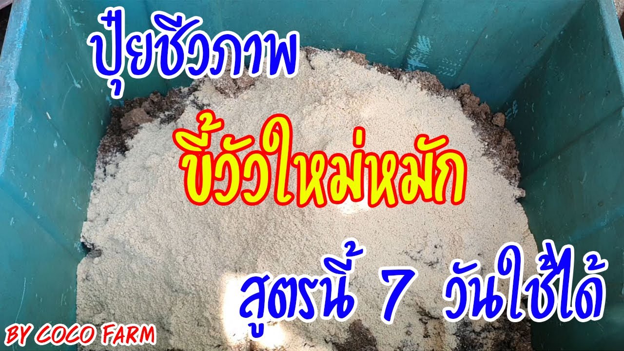 ปุ๋ยชีวภาพ ขี้วัวใหม่ ปุ๋ยคอกใหม่ เอามาหมัก สูตรนี้ 7 วันใช้ได้ เร็วแท้