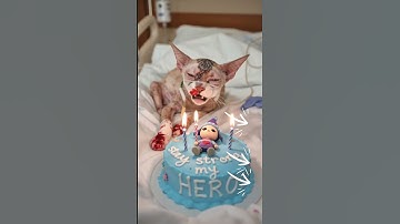 #animal-intelligence #cat #cake #o #cute #aiandcats #happybirthday #aicats #funny #kitten #o