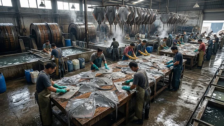 Inside the Exotic Stingray Leather Tannery: How It’s Made | Mega Factory Documentary