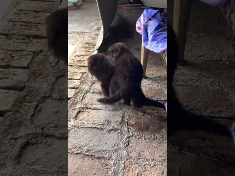 German Shape #ytshorts #germanshepherd #puppy #fyp