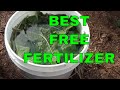 Free Fertilizer - How to Make Comfrey Tea