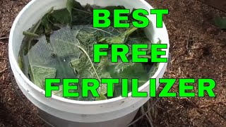 Free Fertilizer  How to Make Comfrey Tea