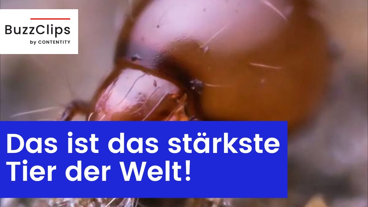 Das ist das stärkste Tier der Welt! - YouTube