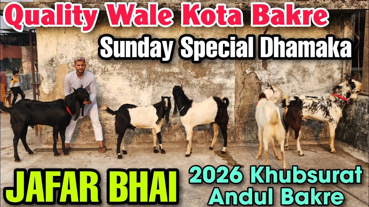 Quality Wale Kota Andul Bakre At JAFAR BHAI | 2026 Qurbani Ke Khubsurat Goat In Bhiwandi 