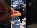 #guineapig!!!!!!!!!!