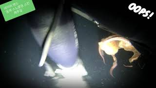 초보 문어잡이 삑사리~~~^^ Korea giant octopus hunters