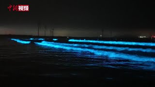 福建平潭迎“追泪季” 首波“蓝眼泪”浪漫呈现