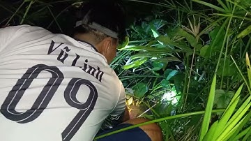 Cắm Câu Cá Lóc Dính Toàn Cá Rô Đồng