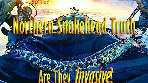 Northern Snakehead Truth: Part 1 : Are They "Invasive"? Does the law require us to kill them?