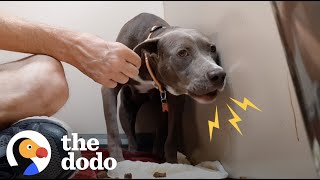 Growling Pittie Turns Into A Playful Puppy The First Time She Runs On Grass| The Dodo Pittie Nation