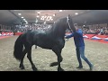 Boet 516  hengstenshow de nieuwe heuvel lunteren 2020 friesian stallion