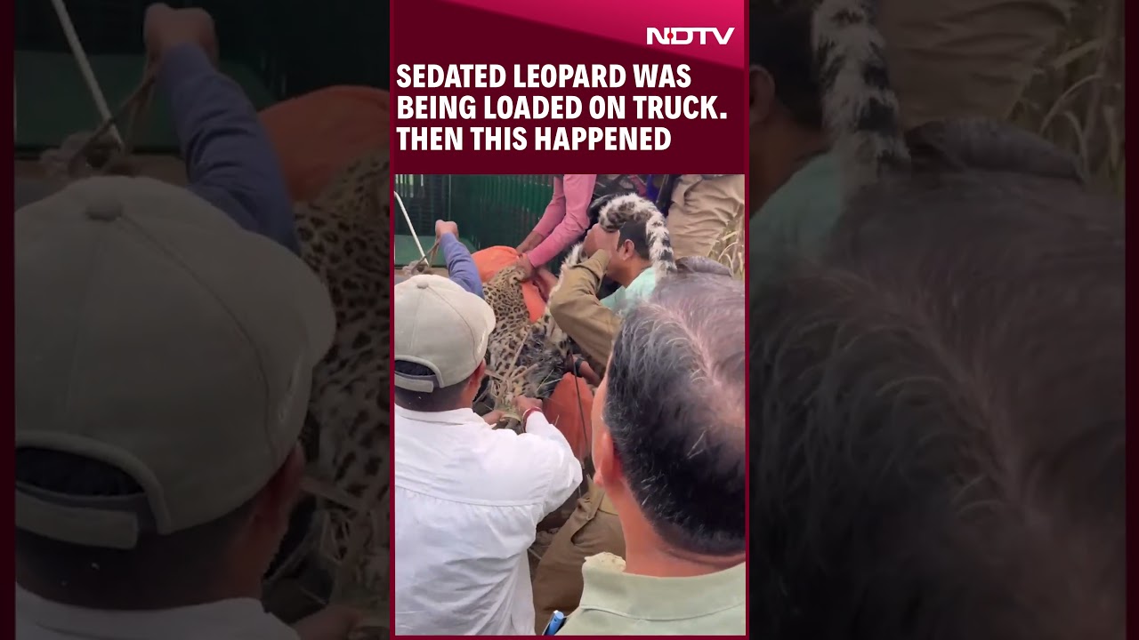 Leopard Attack | Leopard Was Being Put In Cage By Forest Officials, He Broke Free, Attacked 3