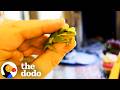 Guy Finds Tiny Frog In His Salad And Makes Him A House | The Dodo thumbnail