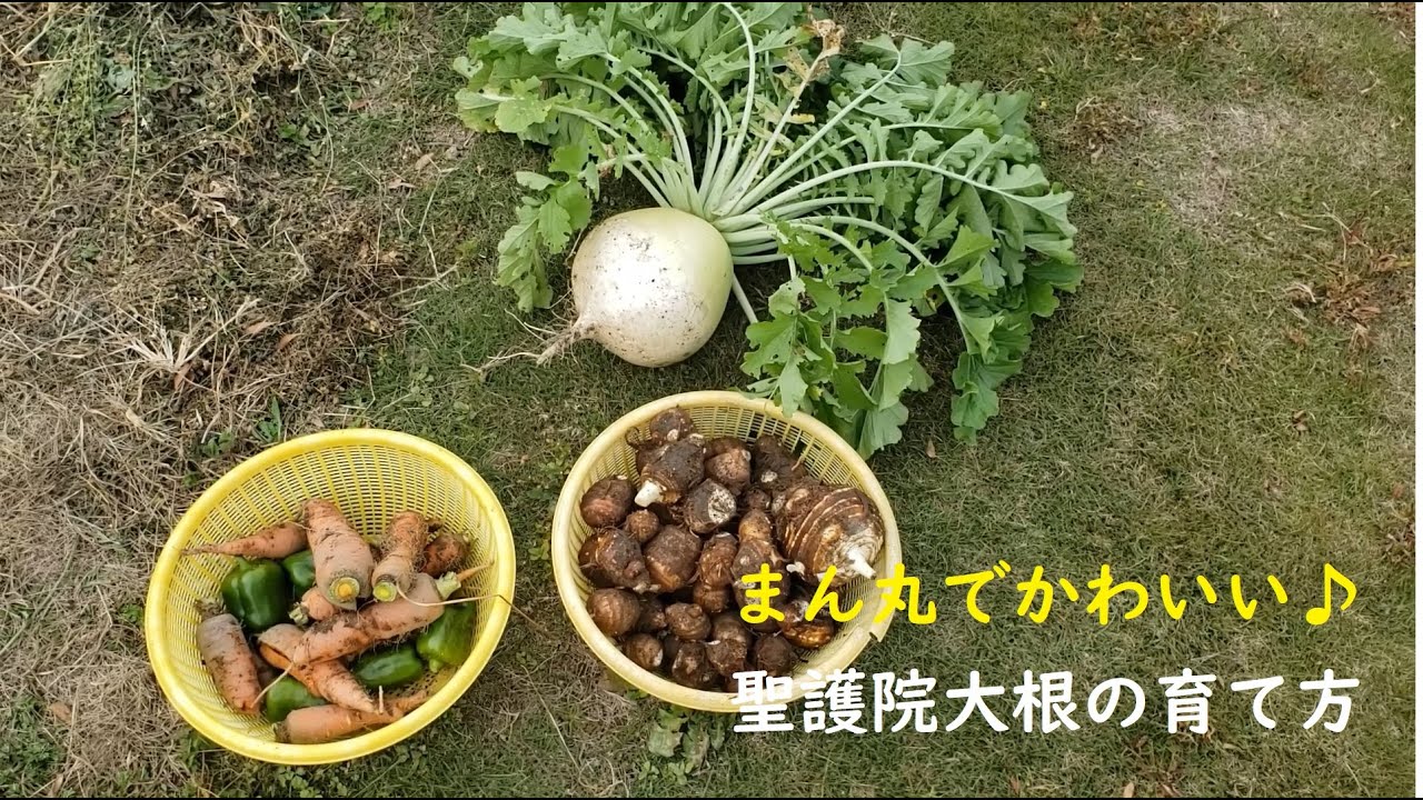 まん丸でかわいい 聖護院大根の育て方 Youtube まん丸でかわいい 聖護院大根の育て方 Youtube