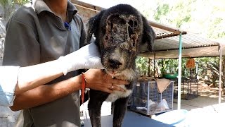 The dog who grew a new face - Kalu’s astounding recovery (graphic).