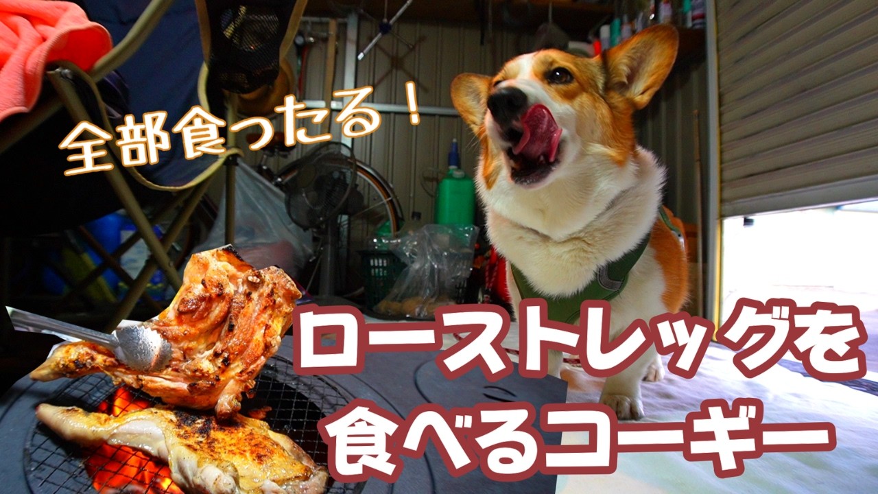 Kotaro the Traveling Corgi] He's overjoyed with just one roasted