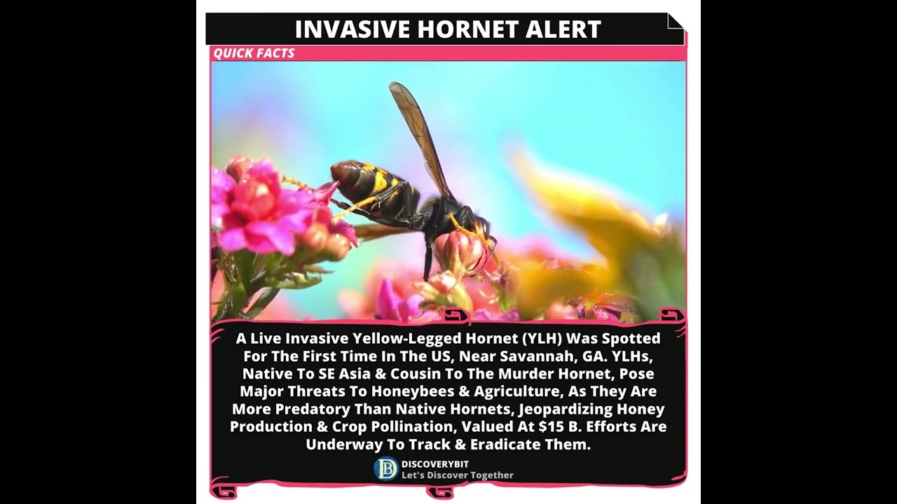 ⁣Deadly Hornet Alert: The Battle For America's Bees