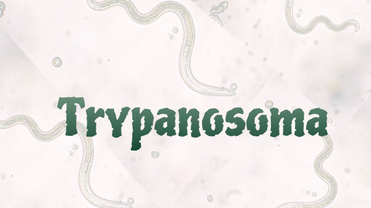 #التمريض الطفيليات 8 Trypanosoma — Transcript