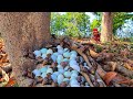 wow wow unique! collection many duck eggs and snails under mango tree near the pond by hand skills