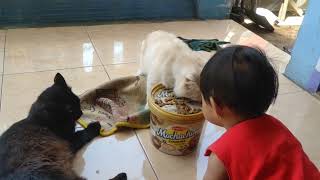 .Lagi Kasih Makan Bigo Sama Moyy.. Kucingg Orenitem..