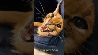 Caracal Pumba with Friends : Floppa #shorts
