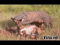 Full Video |||  Incredible Komodo Dragon Swallow A Dead Goat 🐐