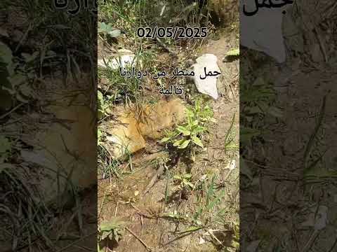 مشتة عبد لحفيظ بوحشانة قالمة 02 05 2025