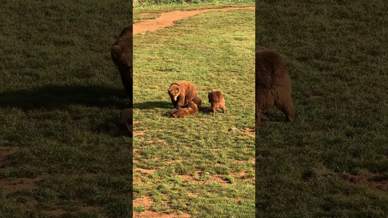 Osos, hora de jugar - Parque de Cabarceno