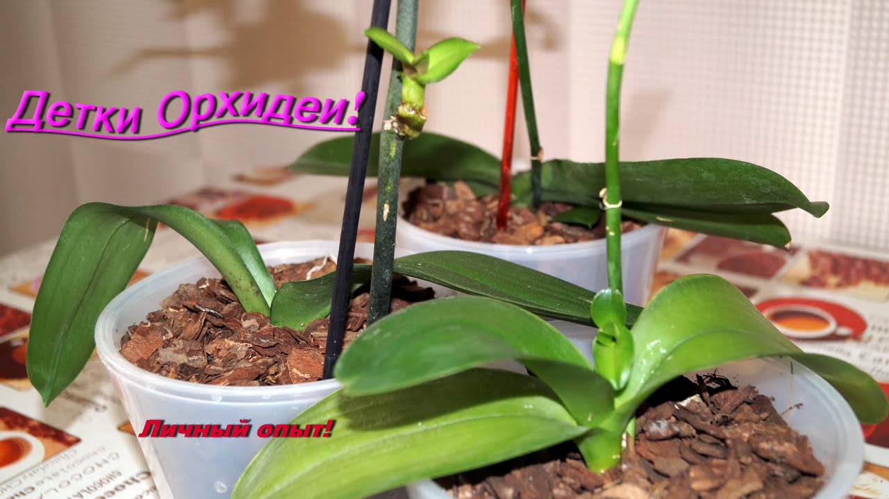 Как Выглядят Детки Орхидеи Фото