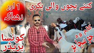 Lal Khan Goat Farm4 Bacho Wali Bakri 