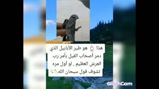 معلومات مهمه عن طير الابابيل ذكر في القران الكريم