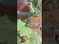 Tori Plant Growth Day 10 😳 | Organic Gardening India 🌱