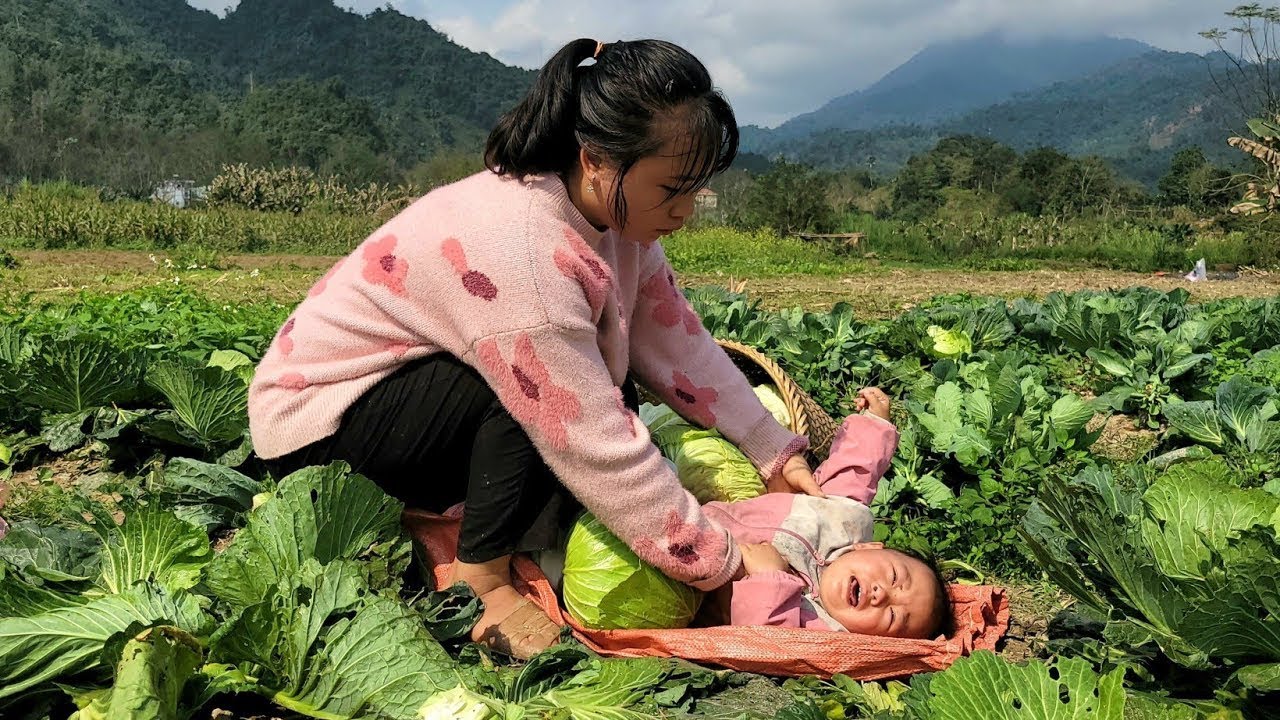 Single Mom Harvesting cabbage to sell with my daughter - farm construction | Duyen Single Mom​