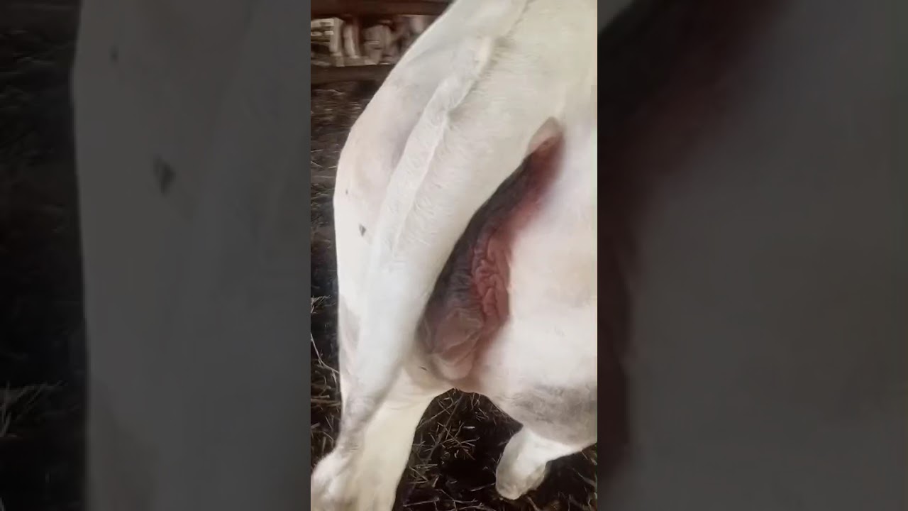 ถึงเวลาเข้าคอกมายืนเรียงแถวเข้าคอกบรรยากาศตอนเย็นที่คอกวัวเหมือนเดิม #คนเลี้ยงวัว 