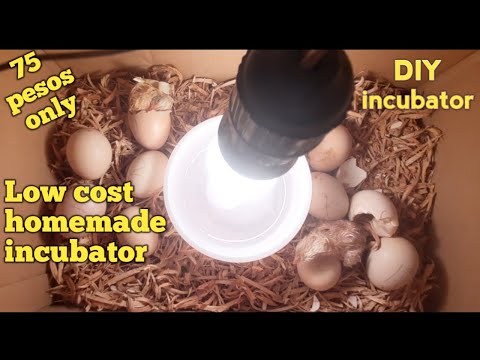 Video: Paano gumawa ng incubator gamit ang iyong sariling mga kamay sa bahay?