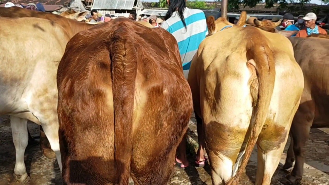 Harga Sapi Induk super Pasar Pon Pati 27 April 2020 - YouTube