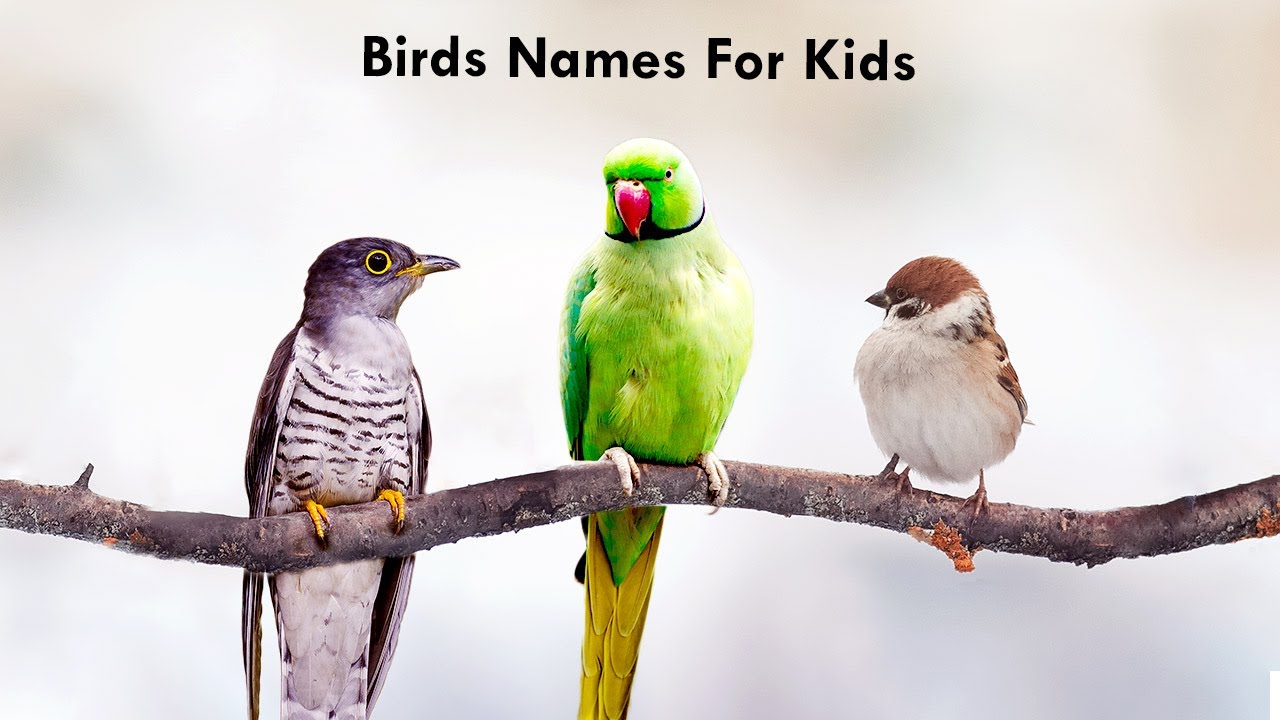 Birds Names for Kids | Birds Video for Kids | Different Types of ...