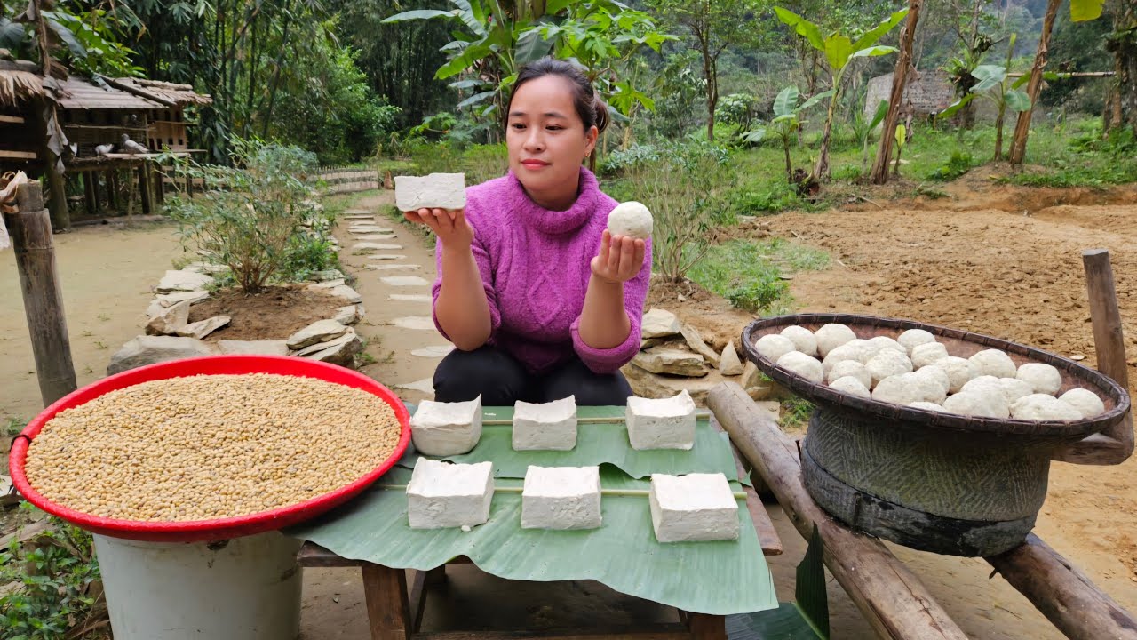 Harvesting Soybean  Tofu Processing Process   Cooking   L Th Ca