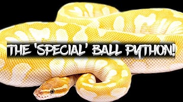 The Potential of the 