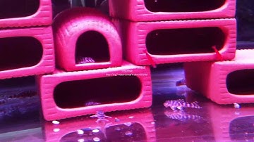 C:\Documents and Settings\Administrator\桌面\IMG_0169.wmv