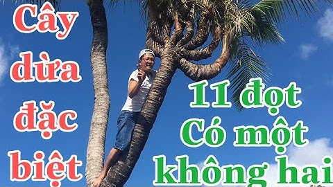 Cây dừa độc lạ 11 đọt có một không hai l How special coconut