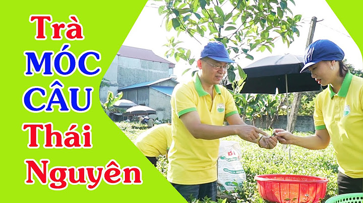 Top 10 Đặc Điểm Nổi Bật Của Trà Móc Câu Thái Nguyên Bảo Ngọc