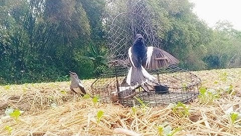 Chòe than mái mồi gọi và kích trống cực gắt | File đi bẫy chuẩn không cần chỉnh