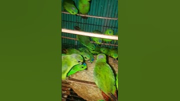 serindit kalimantan, ternyata makannya apa aja. simpel banget cara peliharaannya