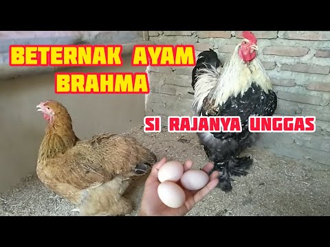 Video: Cara Membiakkan Ayam Di Dacha Layer Dan Broiler, Di PM Di Musim Panas (di Mana Untuk Memulai, Berkembang Biak, Pro Dan Kontra, Dll.)