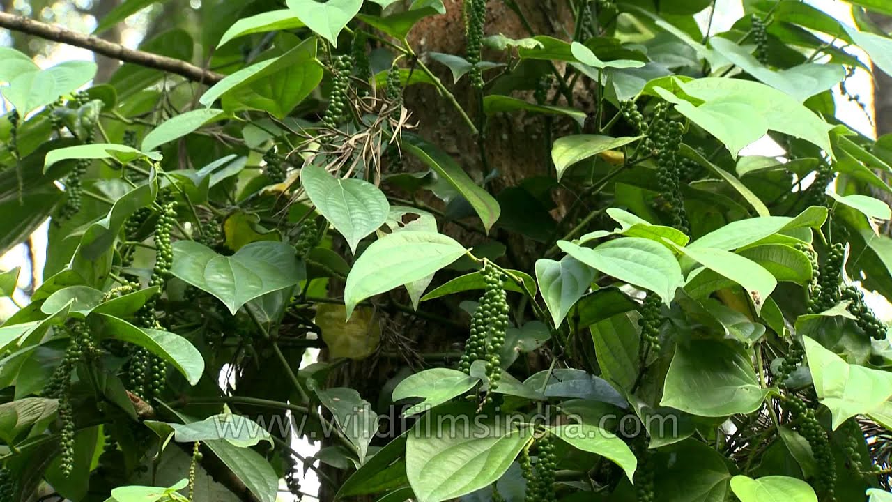 Black pepper flowering vine in Karnataka YouTube