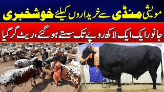 Big Price Drop in Rahim Yar Khan Cattle Market Ahead of Eid | News Update | Rohi